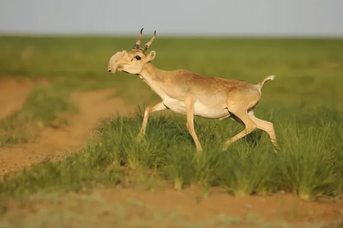 Framed Print : Male Saiga antelope (Saiga tatarica) running, Cherniye Zemli (Black Earth) Nature Reserve Framed Print : Male Saiga antelope (Saiga tatarica) running, Cherniye Zemli (Black Earth) Nature Reserve