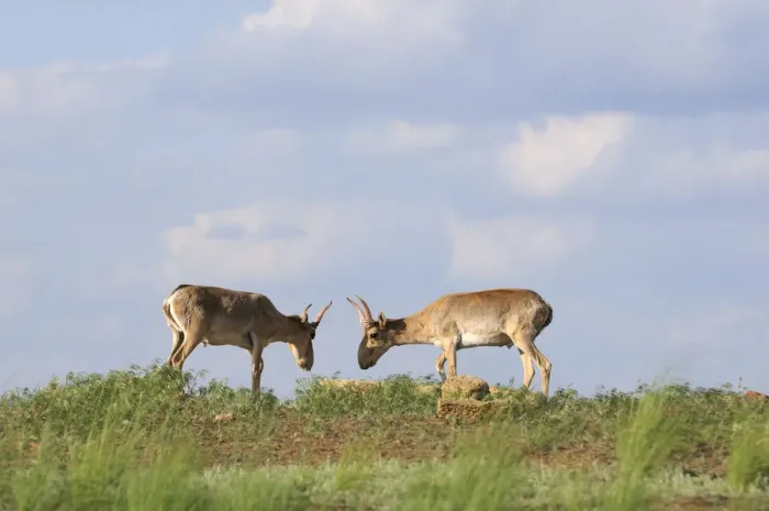 Framed Print : Two male Saiga antelopes (Saiga tatarica) Cherniye Zemli (Black Earth) Nature Reserve Framed Print : Two male Saiga antelopes (Saiga tatarica) Cherniye Zemli (Black Earth) Nature Reserve