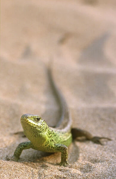 Male Sand lizard in breeding colour {Lacerta agilis} Ainsdale NNR, Lancashire, UK