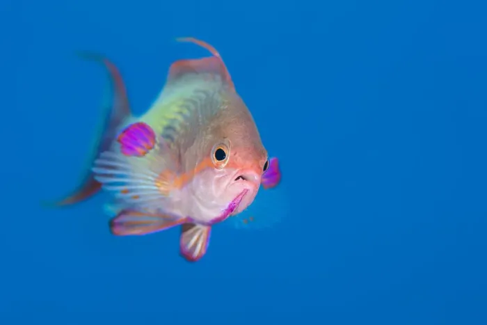 Framed Print : Male Scalefin anthias (Pseudanthias squamipinnis) swimming in open water, Ras Katy Framed Print : Male Scalefin anthias (Pseudanthias squamipinnis) swimming in open water, Ras Katy