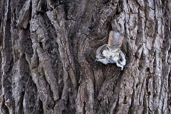 Male Siberian flying squirrel (Pteromys volans orii) attempting to enter nest with female inside during reproductive season but stopped mid-way then rejected. Hokkaido, Japan. March