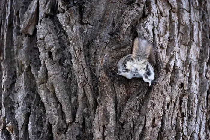Framed Print : Male Siberian flying squirrel (Pteromys volans orii) attempting to enter nest with female inside during reproductive season but stopped mid-way then rejected. Hokkaido, Japan. March