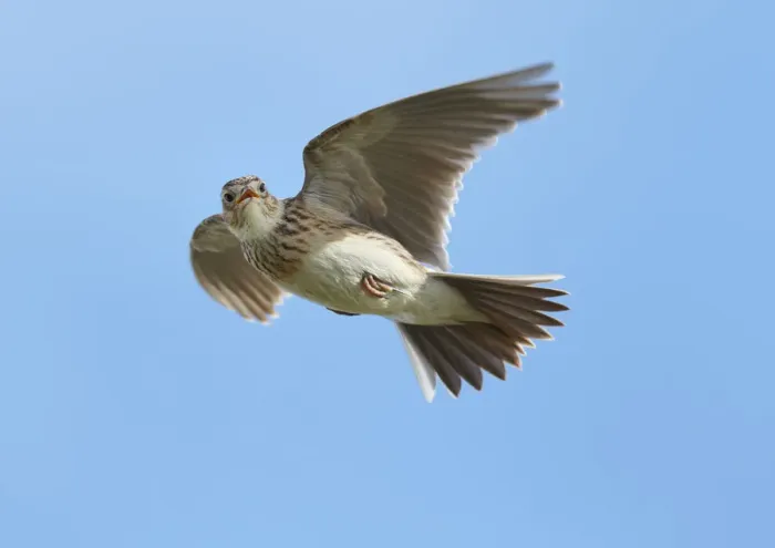 Framed Print : Male Skylark (Alauda arvensis) in flight, singing, Denmark Farm, Lampeter, Ceredigion Framed Print : Male Skylark (Alauda arvensis) in flight, singing, Denmark Farm, Lampeter, Ceredigion