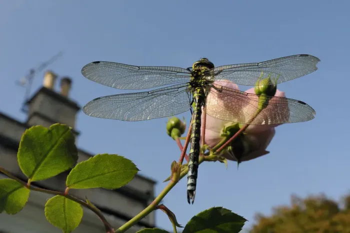 Framed Print : Male Southern hawker dragonfly (Aeshna cyanea) sunning itself on Rose flower (Rosa sp Framed Print : Male Southern hawker dragonfly (Aeshna cyanea) sunning itself on Rose flower (Rosa sp