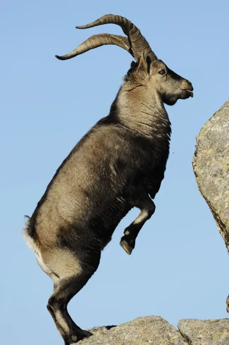 Framed Print : Male Spanish ibex (Capra pyrenaica) standing on hind legs about to jump on rock, Sierra de Gredos Framed Print : Male Spanish ibex (Capra pyrenaica) standing on hind legs about to jump on rock, Sierra de Gredos