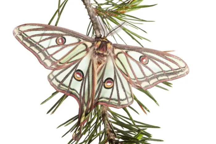 Framed Print : Male Spanish luna / Isabelline moth (Graellsia isabellina) on twig, Queyras Natural Park Framed Print : Male Spanish luna / Isabelline moth (Graellsia isabellina) on twig, Queyras Natural Park