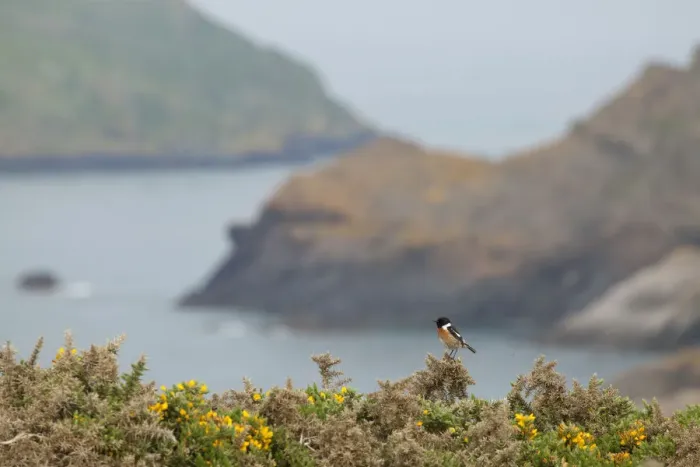 Framed Print : Male Stonechat (Saxicola rubicola), Pembrokeshire, Wales, UK, May