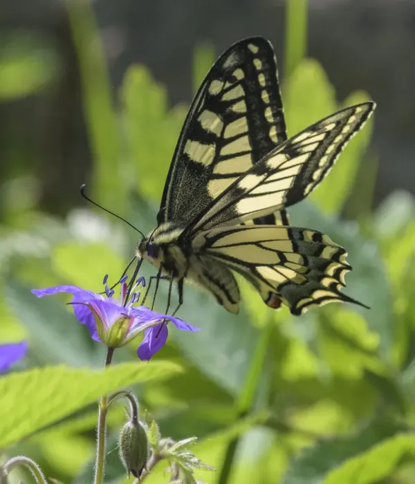 Framed Print : Male Swallowtail butterfly (Papilio machaon) eating from Wood cranesbill (Geranium sylvaticum), Finland. June Framed Print : Male Swallowtail butterfly (Papilio machaon) eating from Wood cranesbill (Geranium sylvaticum), Finland. June
