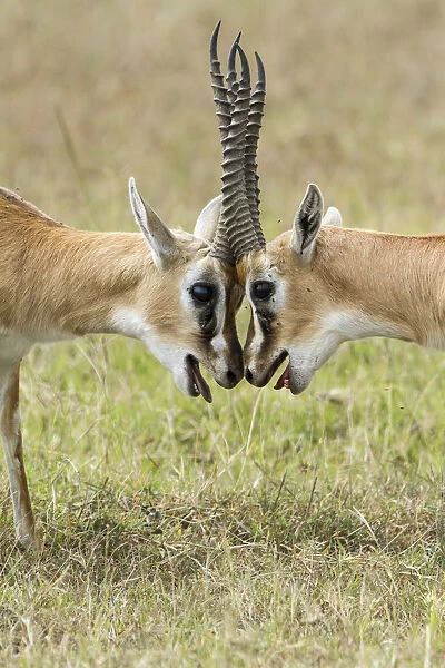 Two male Thomsons gazelles (Eudorcas thomsonii) fighting, Masai-Mara game reserve