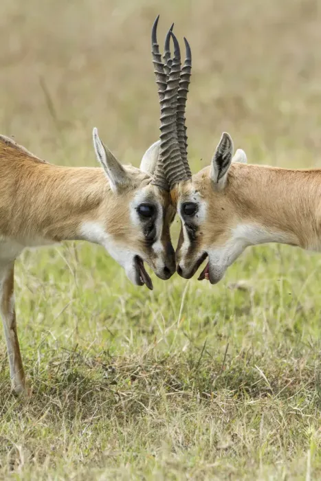 Framed Print : Two male Thomsons gazelles (Eudorcas thomsonii) fighting, Masai-Mara game reserve Framed Print : Two male Thomsons gazelles (Eudorcas thomsonii) fighting, Masai-Mara game reserve
