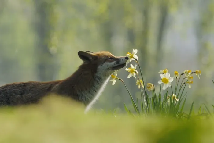 Framed Print : Male urban Red fox sniffing daffodils in garden {Vulpes vulpes} London, UK