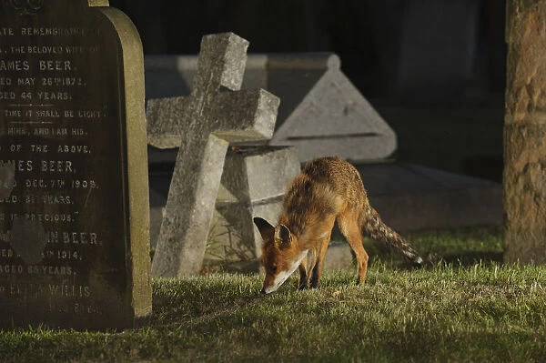 Male urban Red fox (Vulpes vulpes) sniffing ground near graves, West London cemetery