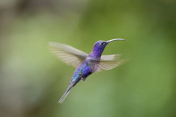 Male Violet Sabrewing (Campylopterus hemileucurus) hovering  /  in flight sequence. Montane forest, Bosque de Paz, Caribbean slope, Costa Rica, Central America