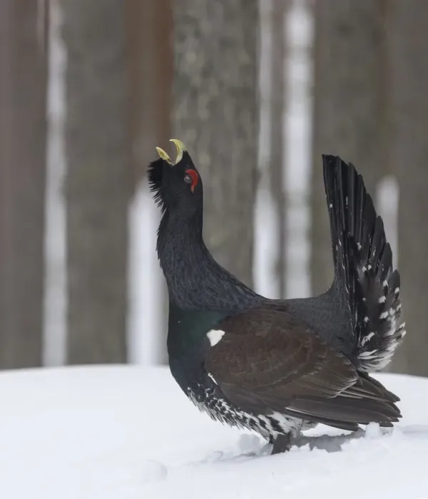 Framed Print : Male Western capercaillie (Tetrao urogallus) calling during lek mating, Finland. March Framed Print : Male Western capercaillie (Tetrao urogallus) calling during lek mating, Finland. March