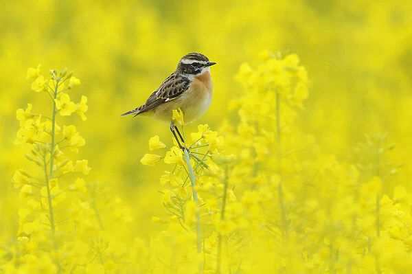 Male Whinchat (Saxicola rubetra) perched on Oil seed rape (Brassica napus) in a field