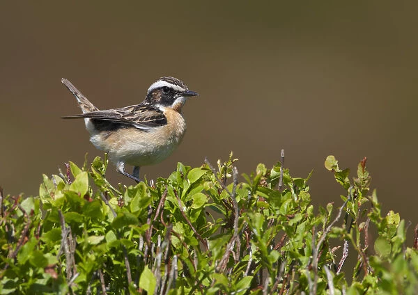 Male Whinchat (Saxicola rubetra) perched on Bilberry (Vaccinium myrtillus), Denbighshire
