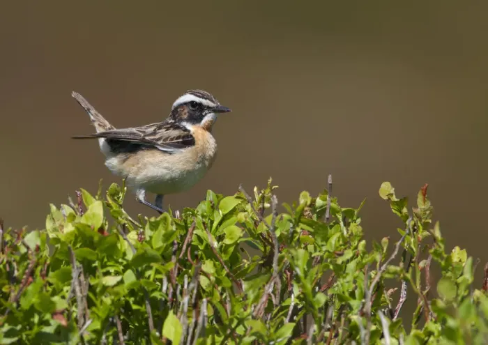 Framed Print : Male Whinchat (Saxicola rubetra) perched on Bilberry (Vaccinium myrtillus), Denbighshire
