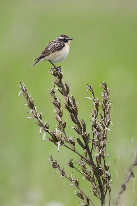 Framed Print : Male Whinchat (Saxicola saxicola) perched, Lithuania, May 2009 Framed Print : Male Whinchat (Saxicola saxicola) perched, Lithuania, May 2009