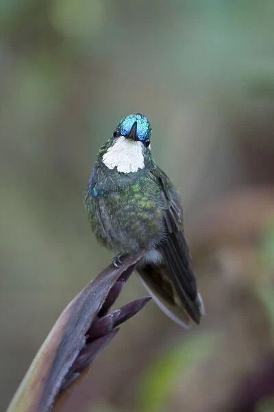 Male White-throated mountain-gem (Lampornis castaneoventris) perched on plant, Costa Rica