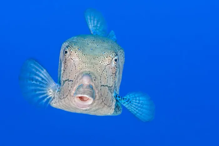 Framed Print : Male Yellow boxfish (Ostracion cubicus) displaying, Ras Mohammed Marine Park, Sinai, Egypt. Red Sea Framed Print : Male Yellow boxfish (Ostracion cubicus) displaying, Ras Mohammed Marine Park, Sinai, Egypt. Red Sea
