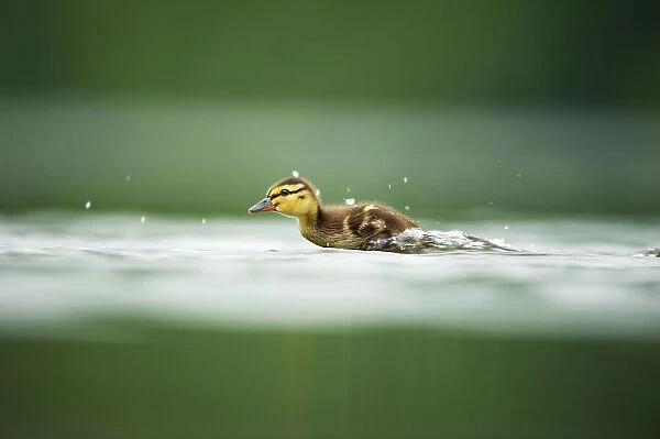 A Mallard (Anas platyrhynchos) duckling scurries across the surface of a lake, Derbyshire, England, UK, June