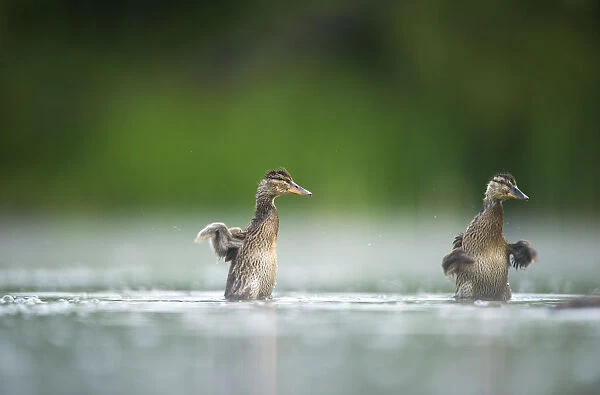 Two Mallard (Anas platyrhynchos) ducklings standing up to shake their wings after bathing