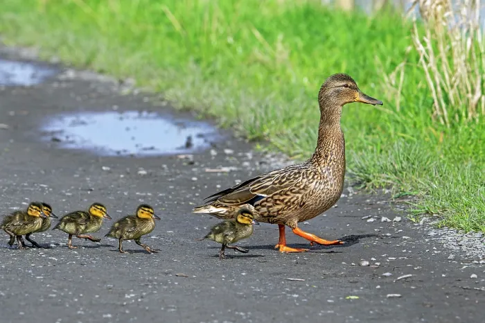 Framed Print : Mallard (Anas platyrhynchos) female leading ducklings across path to pond, Belgium. March Framed Print : Mallard (Anas platyrhynchos) female leading ducklings across path to pond, Belgium. March