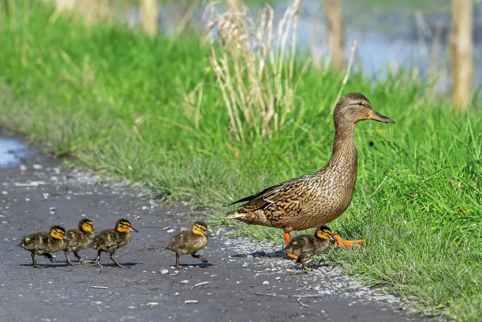 Framed Print : Mallard (Anas platyrhynchos) female leading ducklings across path to pond, Belgium. March Framed Print : Mallard (Anas platyrhynchos) female leading ducklings across path to pond, Belgium. March
