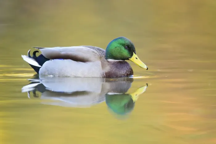 Framed Print : Mallard (Anas platyrhynchos) male swimming with autumn colours reflected in the water Framed Print : Mallard (Anas platyrhynchos) male swimming with autumn colours reflected in the water