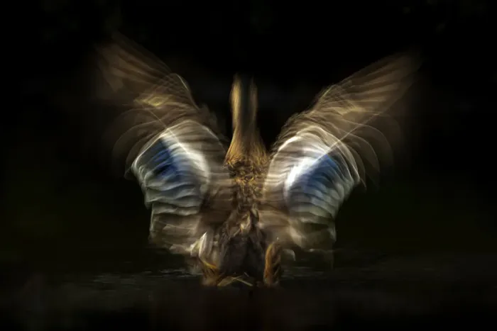 Framed Print : Mallard (Anas platyrhynchos) shaking its wings with slow shutter speed to reveal movement Framed Print : Mallard (Anas platyrhynchos) shaking its wings with slow shutter speed to reveal movement