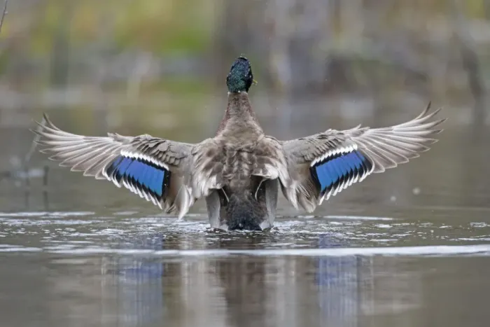Framed Print : Mallard (Anas platyrhynchos) wings spread showing irridescent blue wing speculum Framed Print : Mallard (Anas platyrhynchos) wings spread showing irridescent blue wing speculum