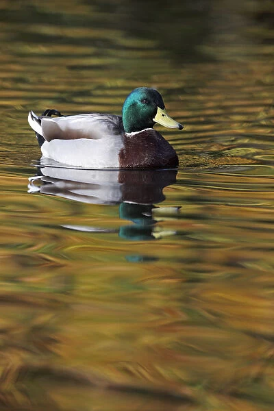 Mallard drake (Anas platyrhynchos) portrait of male on water, with autumn colours reflecting