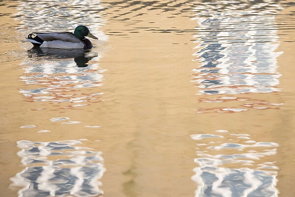 Mallard duck (Anas platyrhynchos) drake swimming through reflection of house, Bude canal
