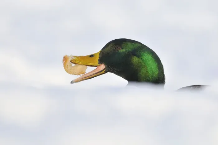 Framed Print : Mallard Duck (Anas platyrhynchos) with bread in snow. Perthshire, Scotland, January Framed Print : Mallard Duck (Anas platyrhynchos) with bread in snow. Perthshire, Scotland, January