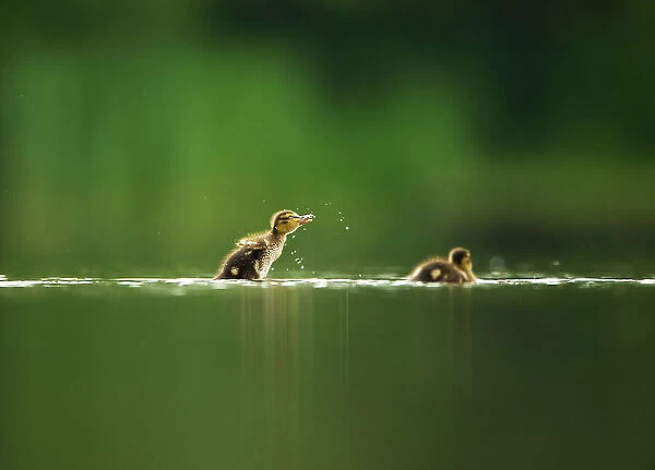 A Mallard duckling (Anas platyrhynchos) shakes itself dry after bathing on a still lake, Derbyshire, England, UK, June