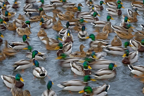 Mallard ducks (Anas platyrhynchos) large group feeding, motion blur image, Southern Norway