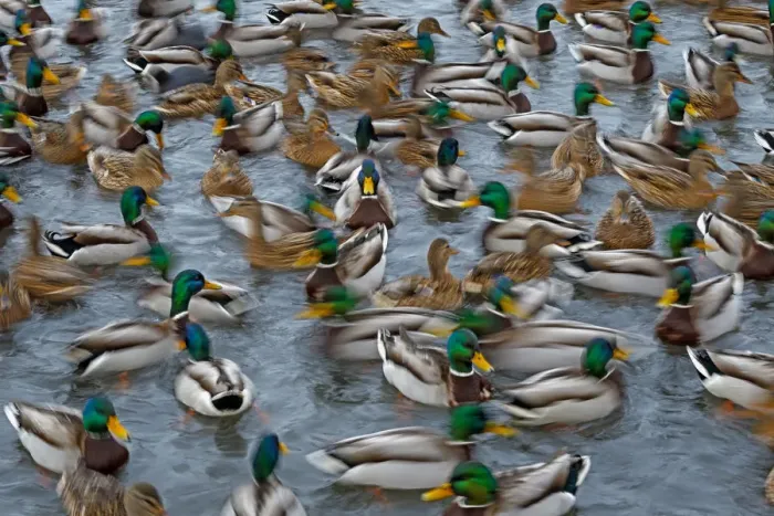 Framed Print : Mallard ducks (Anas platyrhynchos) large group feeding, motion blur image, Southern Norway Framed Print : Mallard ducks (Anas platyrhynchos) large group feeding, motion blur image, Southern Norway