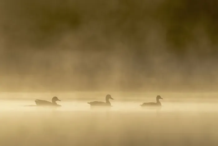 Framed Print : Three Mallards (Anas platyrhynchos) on shallow pond on misty morning at sunrise Framed Print : Three Mallards (Anas platyrhynchos) on shallow pond on misty morning at sunrise