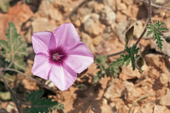 Framed Print : Mallow-leaved bindweed (Convolvulus althaeoides) in flower,  Via Verde, Manacor to Arta, Majorca, Balearic Islands. April