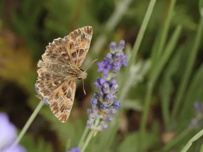Framed Print : Mallow skipper butterfly (Carcharodus alceae) resting on Lavender (Lavandula sp.), Podere Montecucco, Orvieto, Umbria, Italy. June Framed Print : Mallow skipper butterfly (Carcharodus alceae) resting on Lavender (Lavandula sp.), Podere Montecucco, Orvieto, Umbria, Italy. June