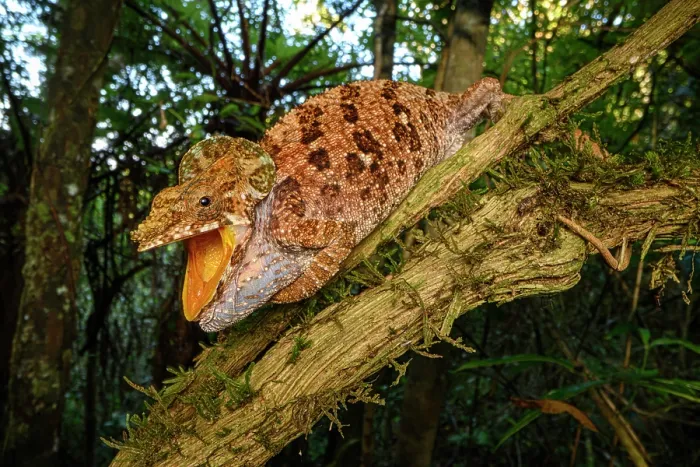 Framed Print : Malthe's green-eared chameleon (Calumma malthe) female, resting on branch with mouth open in threat posture, Maromizaha Forest, near Andasibe, central-eastern Madagascar Framed Print : Malthe's green-eared chameleon (Calumma malthe) female, resting on branch with mouth open in threat posture, Maromizaha Forest, near Andasibe, central-eastern Madagascar