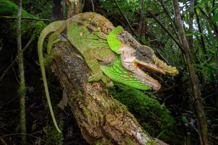 Framed Print : Malthe's green-eared chameleon (Calumma malthe) male, climbing in forest understorey, Maromizaha Forest, near Andasibe, central-eastern Madagascar Framed Print : Malthe's green-eared chameleon (Calumma malthe) male, climbing in forest understorey, Maromizaha Forest, near Andasibe, central-eastern Madagascar