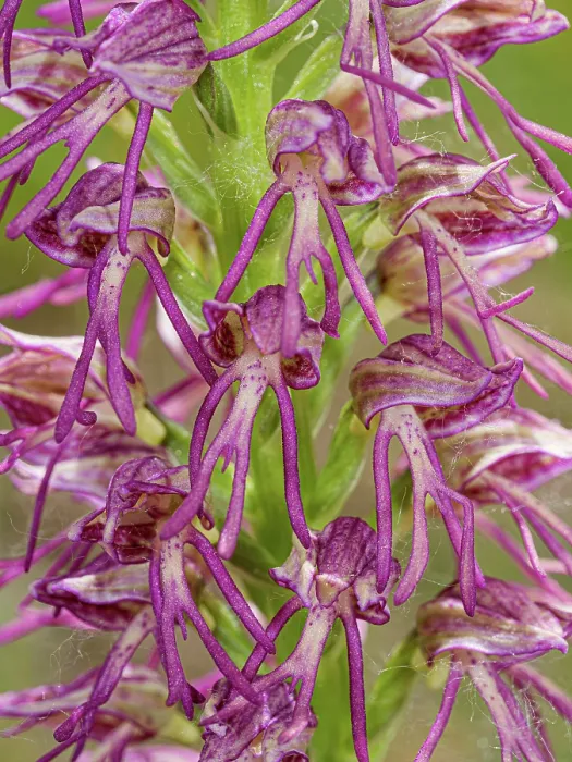 Framed Print : Man and monkey orchid (Orchis x bergonii), Orchis anthropophorum x Orchis.simia hybrid, in flower, Sibillini, Umbria, Italy. May. Focus stacked Framed Print : Man and monkey orchid (Orchis x bergonii), Orchis anthropophorum x Orchis.simia hybrid, in flower, Sibillini, Umbria, Italy. May. Focus stacked