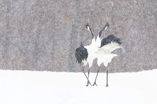 Manchurian crane (Grus japonensis) pair in courtship dance during snowstorm. Hokkaido, Japan. March