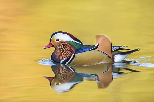 Mandarin duck (Aix galericulata) male swimming with autumn colours reflected in the water, London, UK, November