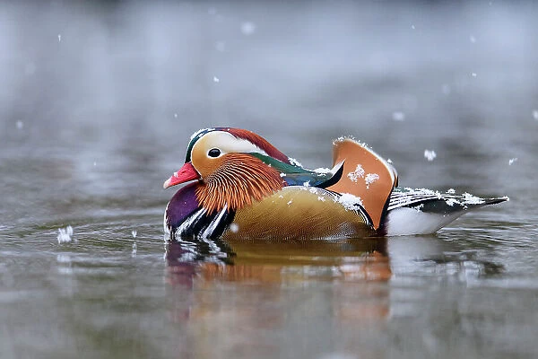 Mandarin duck (Aix galericulata) drake swimming on pond in falling snow, Richmond Park, London, UK. January