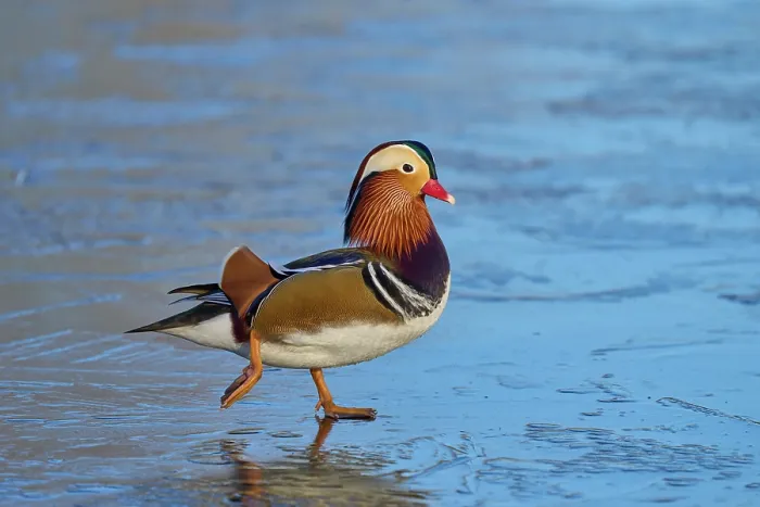 Framed Print : Mandarin duck (Aix galericulata) drake, walking on frozen pond, Reddish Vale Country Park, Greater Manchester, UK. December Framed Print : Mandarin duck (Aix galericulata) drake, walking on frozen pond, Reddish Vale Country Park, Greater Manchester, UK. December