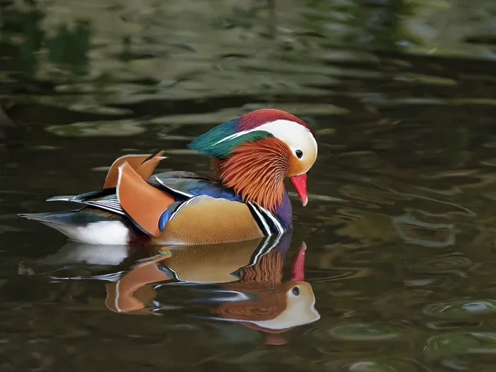 Framed Print : Mandarin duck (Aix galericulata) drake, looking down foraging for sunken grain in a shallow pond where tourists have been throwing bird food, Forest of Dean, Gloucestershire Framed Print : Mandarin duck (Aix galericulata) drake, looking down foraging for sunken grain in a shallow pond where tourists have been throwing bird food, Forest of Dean, Gloucestershire