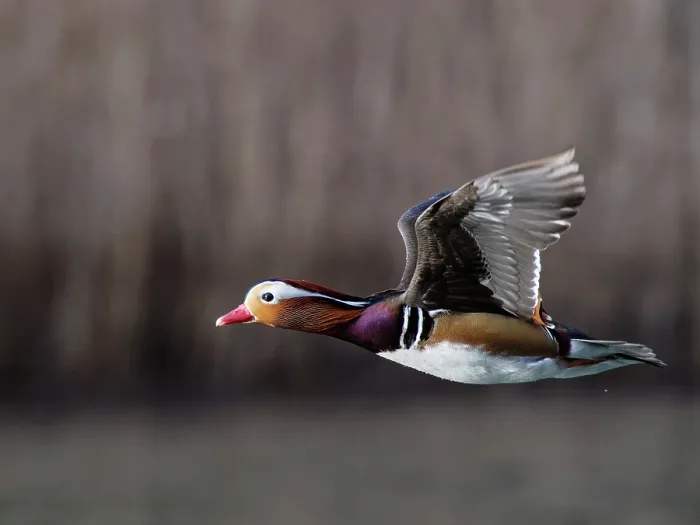 Framed Print : Mandarin duck (Aix galericulata) drake in flight, Forest of Dean, Gloucestershire, England, UK. February Framed Print : Mandarin duck (Aix galericulata) drake in flight, Forest of Dean, Gloucestershire, England, UK. February