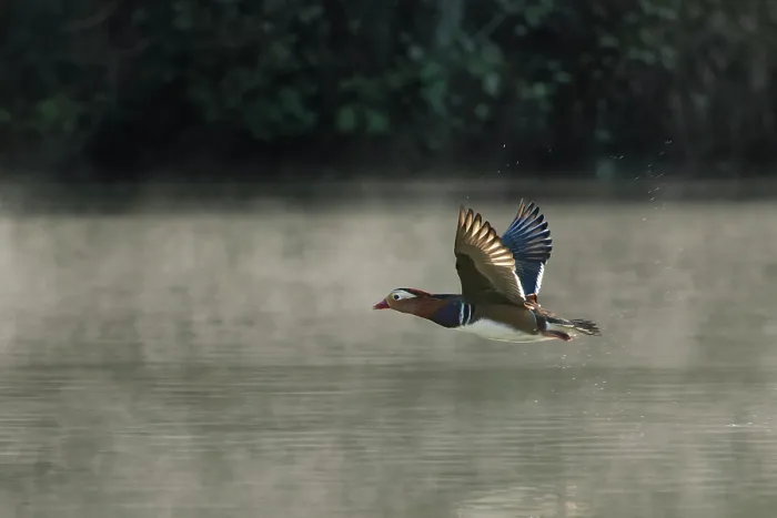 Framed Print : Mandarin duck (Aix galericulata) drake flying low over a woodland pond through morning mist, Forest of Dean, Gloucestershire, England, UK. October